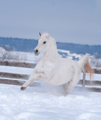 Fototapeta na wymiar white arabian horse runs free in winter paddock