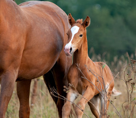 Chestnut mare and foal portrait closeup