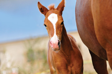Chestnut baby foal portrait closeup