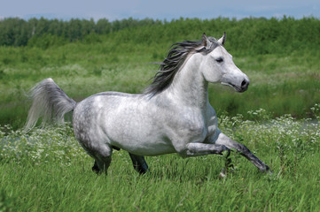 Fototapeta na wymiar Gray dappled arabian horse runs free in green summer field