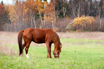Chestnut horse grazing in autumn meadow