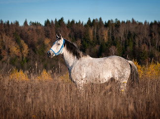 Grey horse poses in autumn sunset meadow