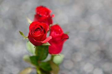 Happy Valentine's Day background. beautiful red rose background