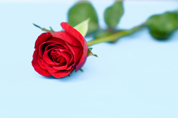 Happy Valentine's Day background. beautiful red rose background