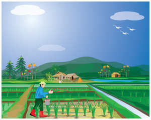 farmer manure into rice plant in paddy field vector design