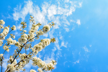 Cherry Blossom with a sky on a background
