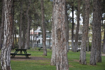 trees in the park