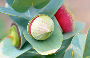 Large red blossom, bud, fruit and blue green foliage of the Australian native Mottlecah, Eucalyptus...