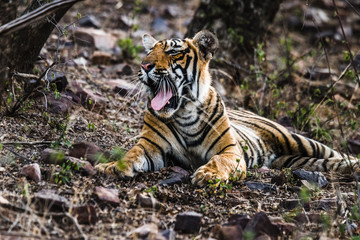 Cub of Royal Bengal Tiger