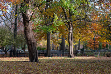 Trees in an Autumn Landscape at Tompkins Square Park in the East Village of New York City