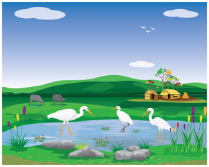 white heron bird in pond at paddy field vector design