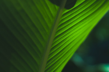 Shaded pattern of a tropical leaf