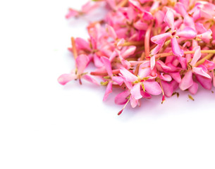 Naklejka na ściany i meble Milky Pink or Pastel pink flowers on white background