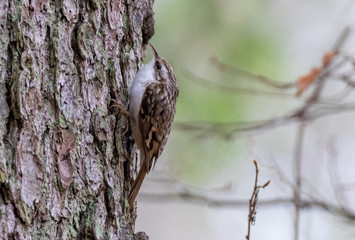 Common treecreeper (Certhia familiaris) on norwegian spruce trunk
