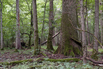 Shady deciduous tree stand in summer