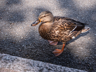 Female mallard duck, on asphalt background
