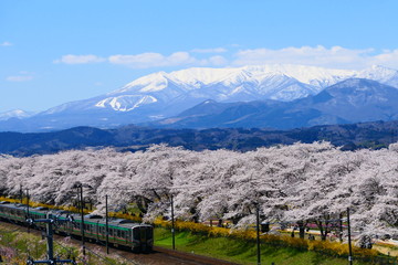 Fototapeta na wymiar 一目千本桜と蔵王連峰をバックに走る東北本線。大河原　宮城　日本。４月中旬。