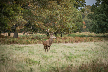 Deer of Richmond Park