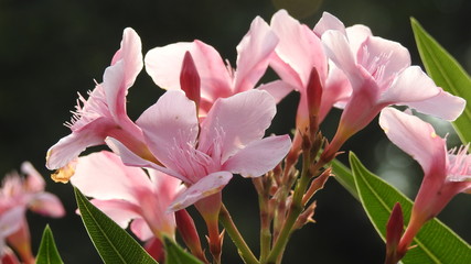 Hawaii flora, watercolor seamless pattern with oleander flowers and leaves. Can be used for web...
