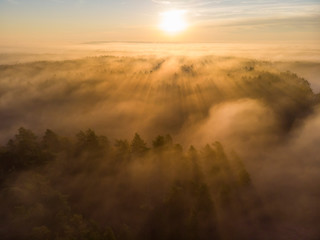 Mgła las wschód słońca drzewa jesień mgliście
