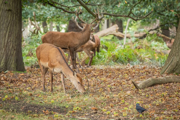 Deer of Richmond Park