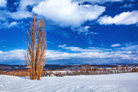 北海道・美瑛町 冬のケンとメリーの木の風景
