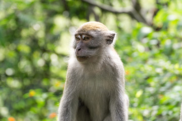 Portrait of wild crab eating macaque also known as long tailed macaque
