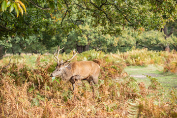 Deer of Richmond Park