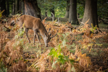 Deer of Richmond Park