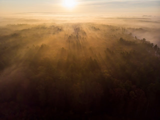 Mgła las wschód słońca drzewa jesień mgliście