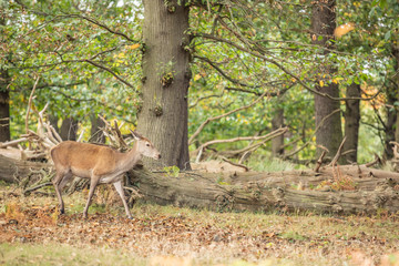 Deer of Richmond Park