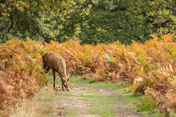 Deer of Richmond Park