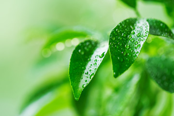 Green leaves with water drops