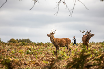 Deer of Richmond Park