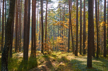 Fototapeta na wymiar Autumn forest nature. Vivid morning in colorful forest