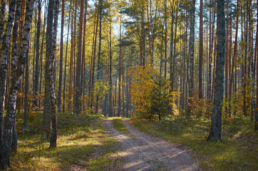 Autumn forest nature. Vivid morning in colorful forest