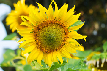 sunflower in field