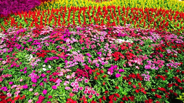 4K collor full flower field in city nature backgound 