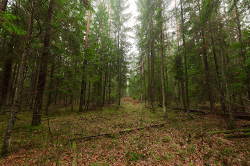 Autumn forest nature. Vivid morning in colorful forest