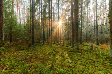 Autumn forest nature. Vivid morning in colorful forest