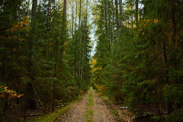 Obraz premium Autumn forest nature. Vivid morning in colorful forest