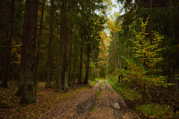Obraz premium Autumn forest nature. Vivid morning in colorful forest