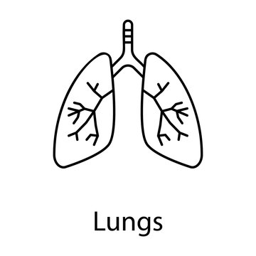  Human Lungs Vector