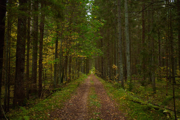 Autumn forest nature. Vivid morning in colorful forest
