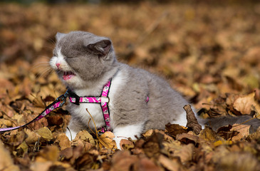 Closeup of cute gray british shorthair kitten on a autumn fallen leaves background