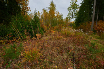 Autumn forest nature. Vivid morning in colorful forest
