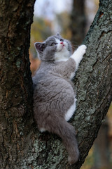 portrait of funny british shothair bicolor gray kitten with yelow eyes on the autumn background