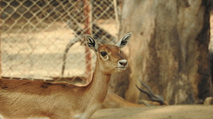 Noble deer male in winter snow forest Beautiful fallow deer in winter outdoors. fighting with their horns.  fighting in forest towards each other. © Motion Photography