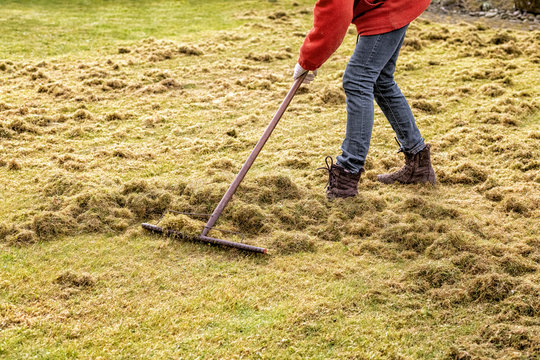 Raking up the Debris Left Over by an Electric Lawn Dethatcher