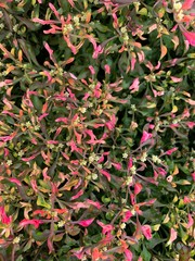 red flowers in the garden. Background 